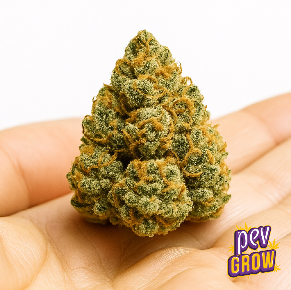 Hash Burger Spain Seeds